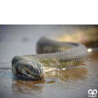 گونه مار دریایی نوک دار Beaked Sea Snake